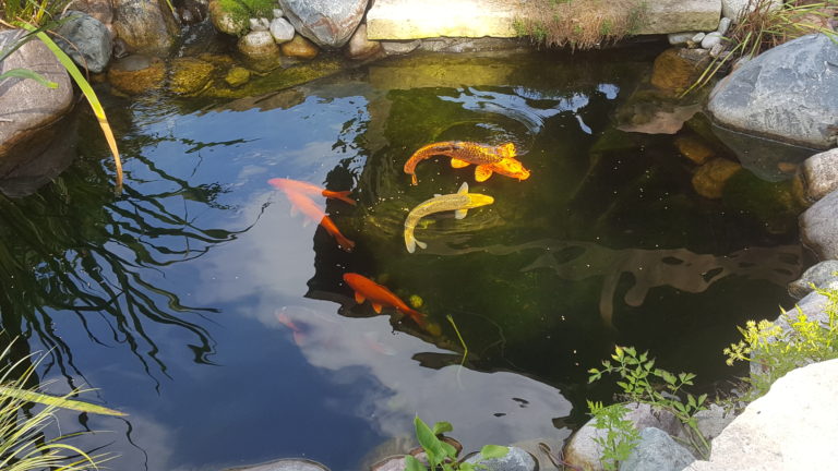 Koi Paradise